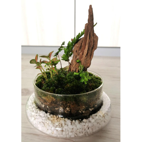Glass Dome Terrarium – Elegant Decorative Plant Display